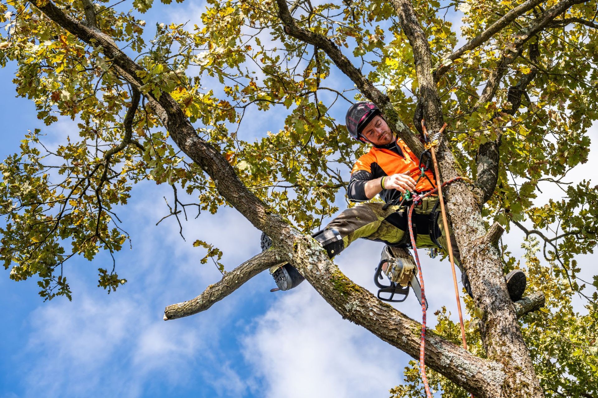 tree trimming and removal