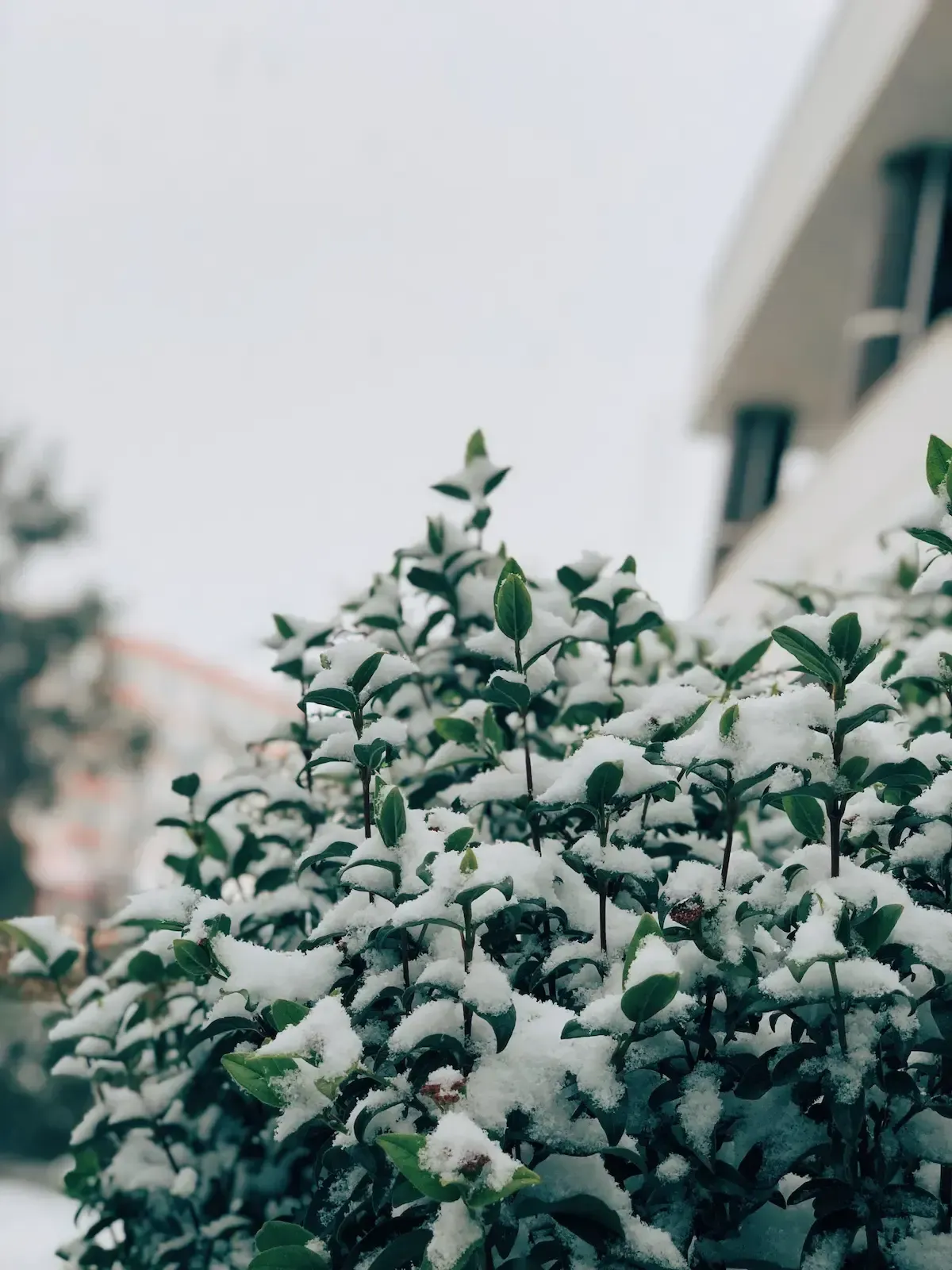 Snow-covered green shrubs beside a building