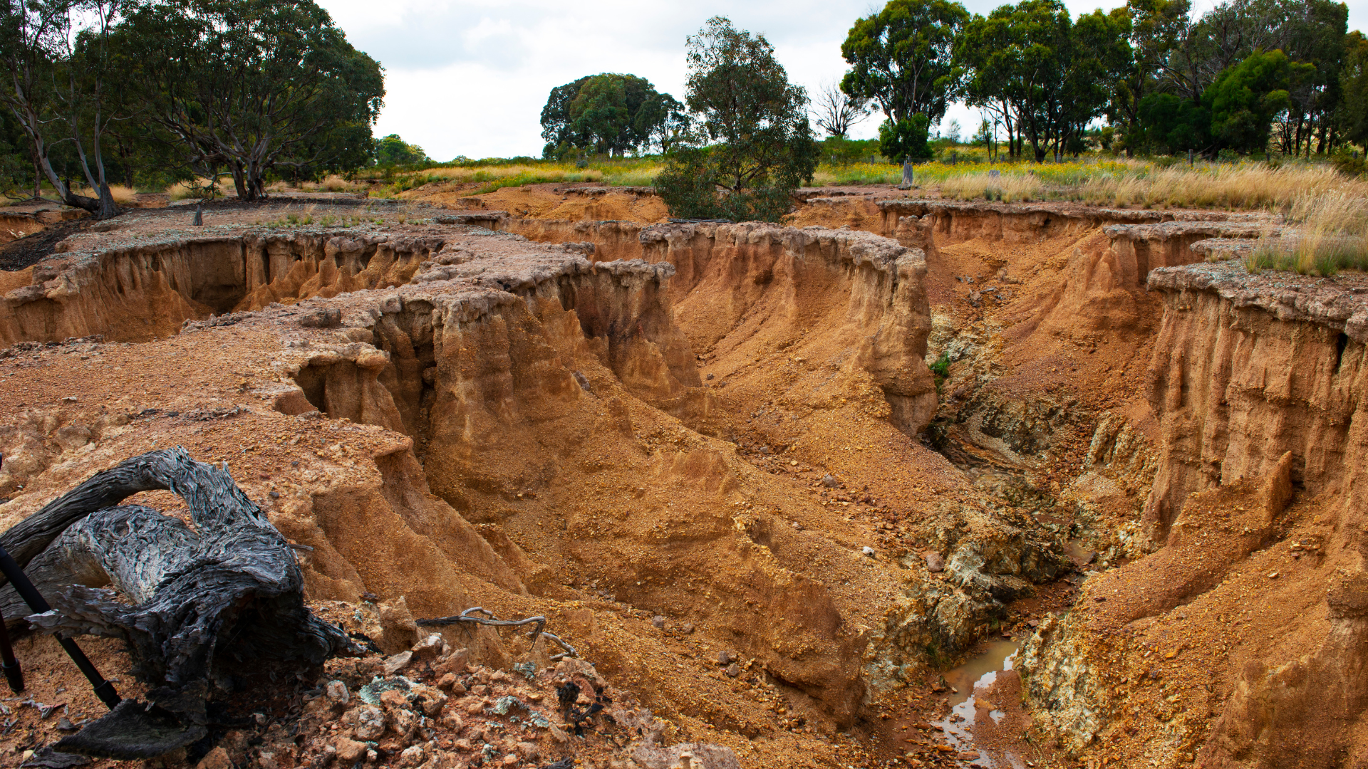 Eroded, brown landscape with deep ravines; trees in the distance.