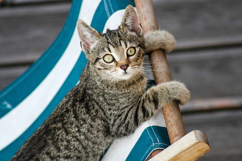 A cat is sitting on a blue and white striped chair.