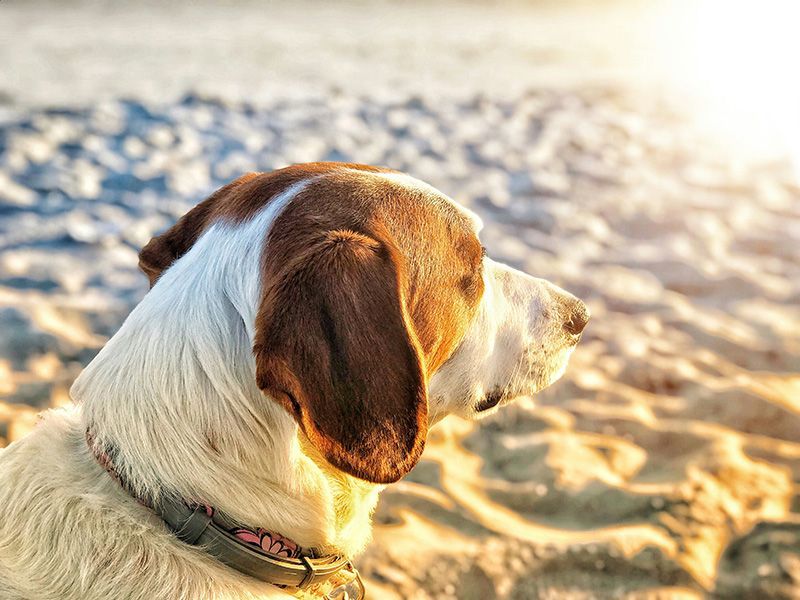 A brown and white dog is sitting on a sandy beach.