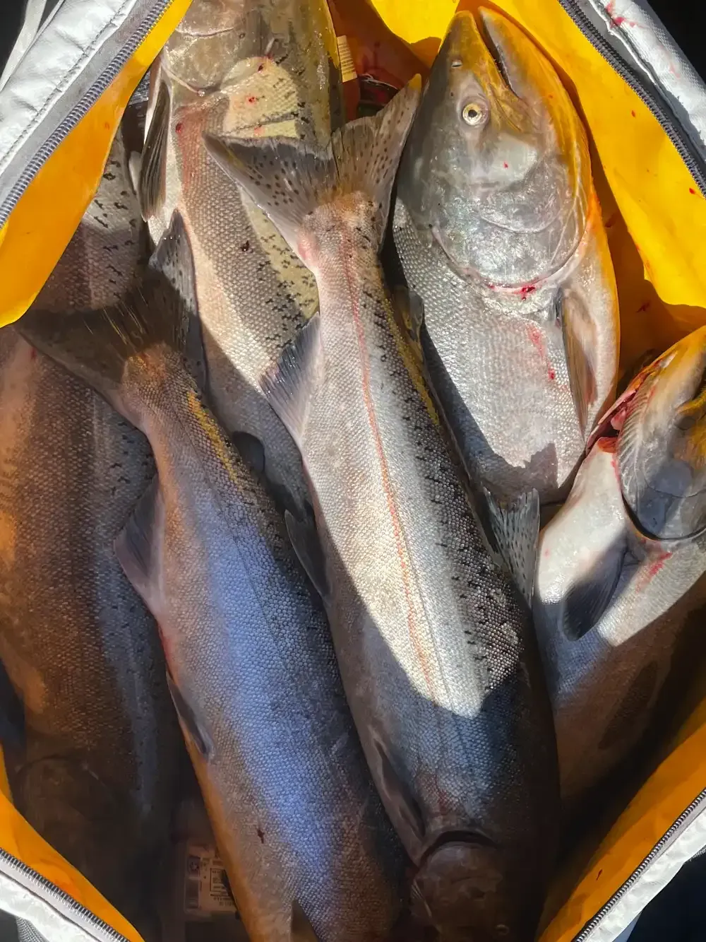 Columbia River Salmon Fishing Charters