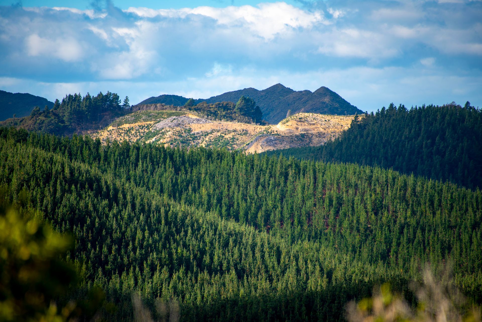 Forest-covered hills under a clear blue sky