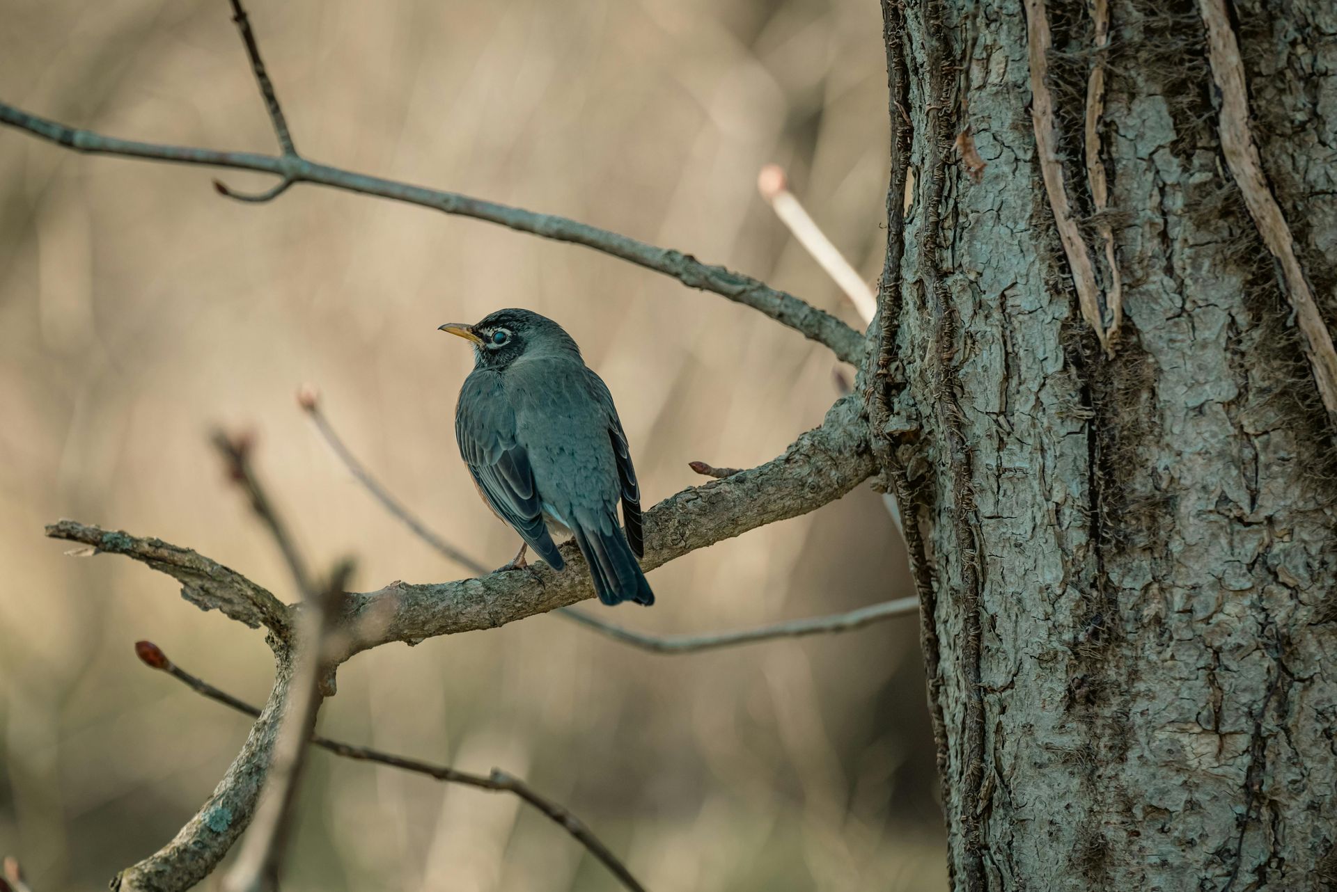 A small bird perched on a tree branch