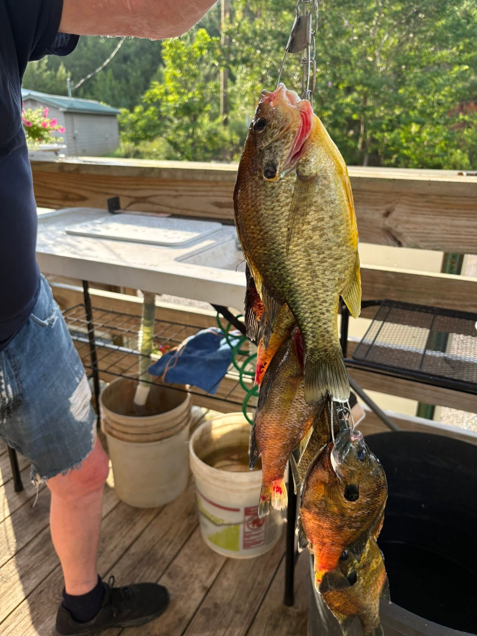 Two large fish hanging on a line beside buckets on a wooden deck.