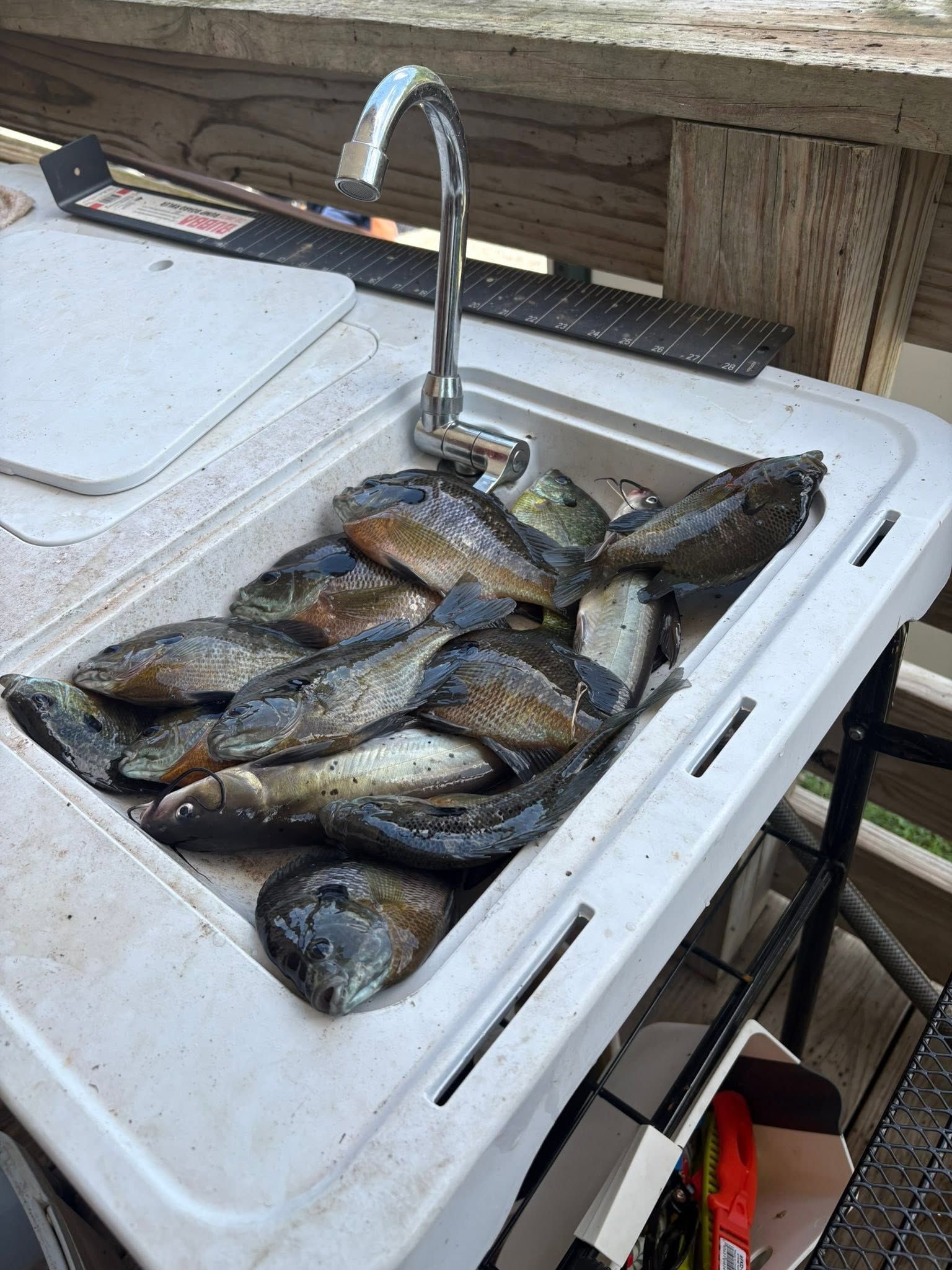Fish piled in a white cooler under a faucet on a table outdoors