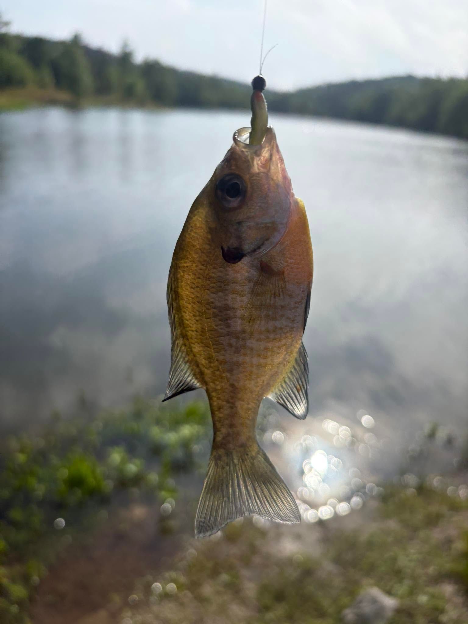 Small fish hanging from a fishing hook over a blurred lakeside background
