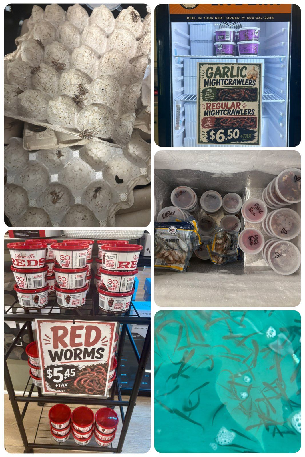 Candy display with garlic, red worms, and other novelty treats in a shop collage