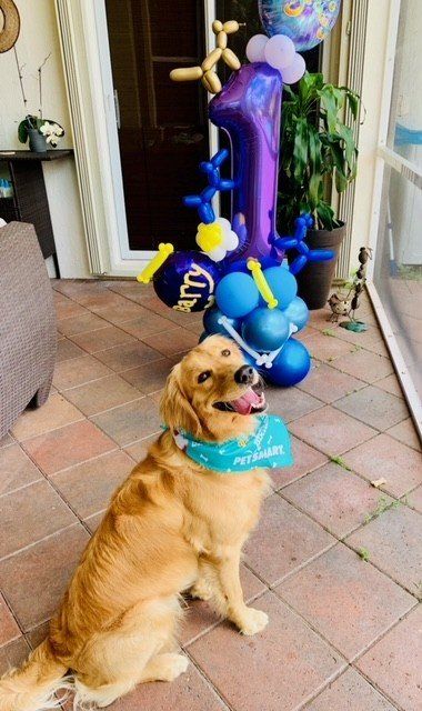 Dog birthday decor