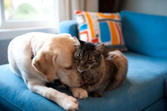 Dog and Cat Cuddling Together on Couch - Freetown, MA - Doctor Bonnie’s Pet House Calls Dog and Cat Cuddling Together on Couch - Freetown, MA - Doctor Bonnie’s Pet House Calls