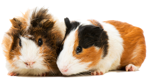 Pair of Cute Guinea Pigs - Freetown, MA - Doctor Bonnie’s Pet House Calls Pair of Cute Guinea Pigs - Freetown, MA - Doctor Bonnie’s Pet House Calls