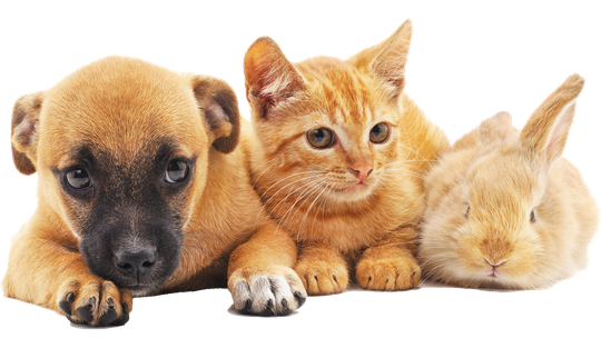 Puppy, Kitten and Bunny - Freetown, MA - Doctor Bonnie’s Pet House Calls Puppy, Kitten and Bunny - Freetown, MA - Doctor Bonnie’s Pet House Calls
