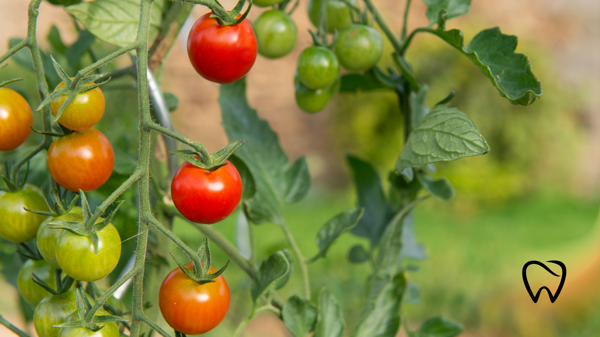 Cherry tomatoes growing on vine: red, orange, and green fruits, green leaves, outdoor setting.