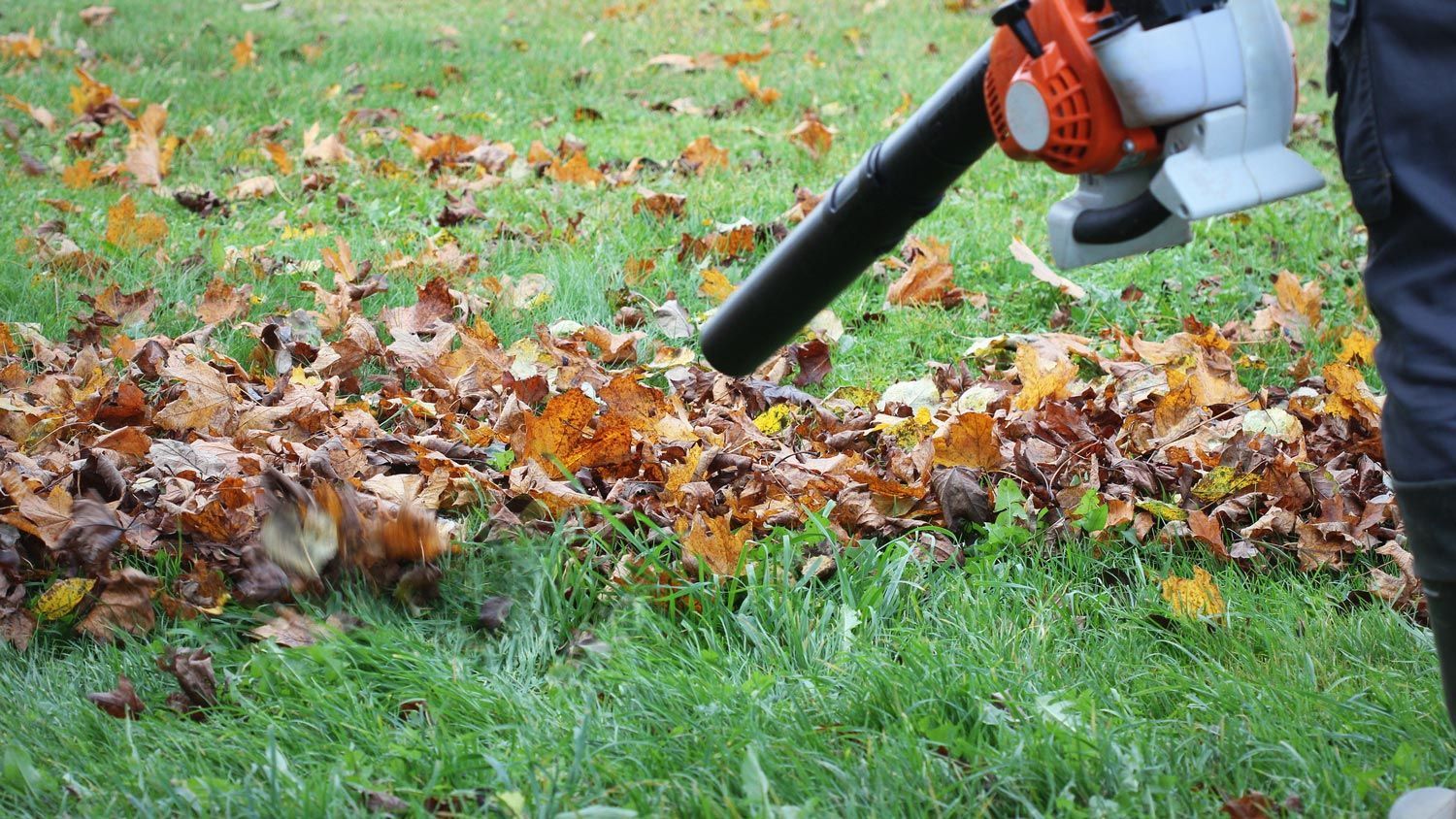 Cleaning Fallen Leaves — Calico Rock, AR — Affordable Stump & Lawn Cleaning Fallen Leaves — Calico Rock, AR — Affordable Stump & Lawn