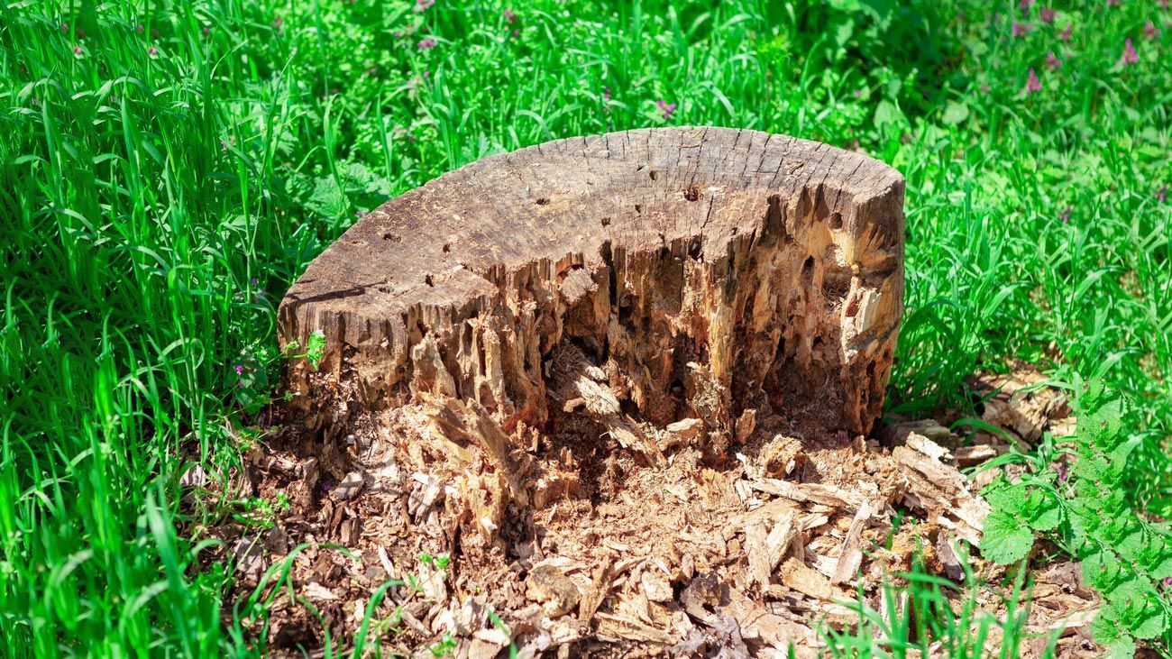 Termites Infested Stump — Calico Rock, AR — Affordable Stump & Lawn Termites Infested Stump — Calico Rock, AR — Affordable Stump & Lawn