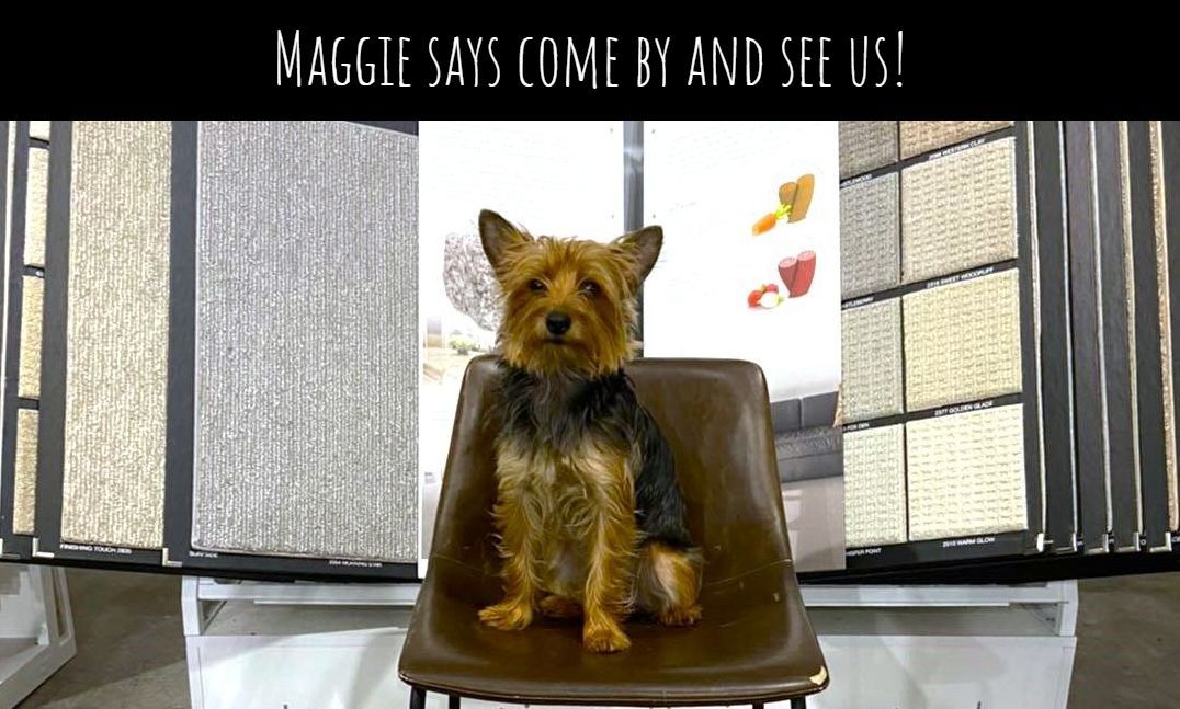 Small brown dog sitting on a brown chair by windows, with a banner above reading “Maggie says come by and see us!”