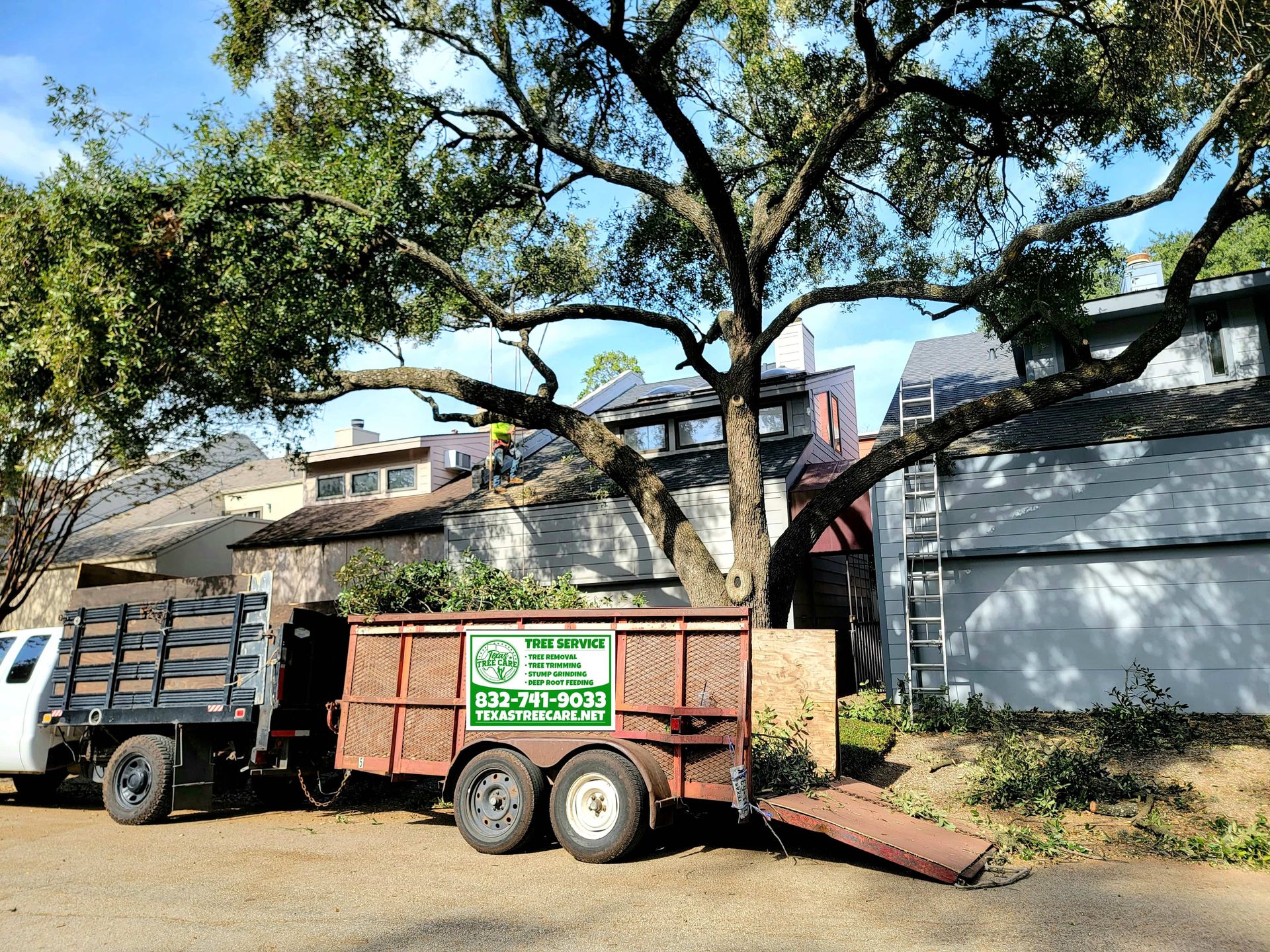 Tree Service in Spring, TX | Texas Tree Care Experts