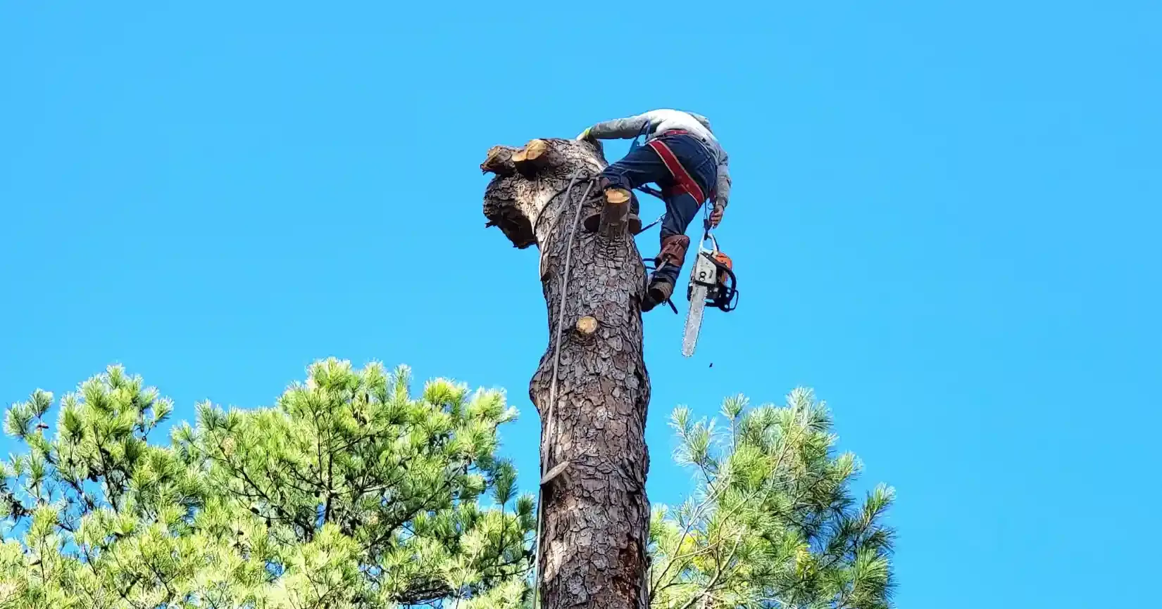 Tree Removal Spring TX - Top Rated Tree Removal Service