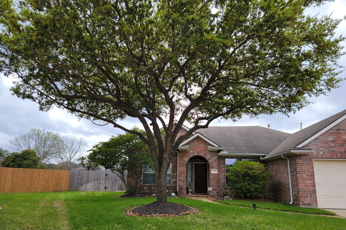Tree Service Spring TX - Our Work | Texas Tree Care