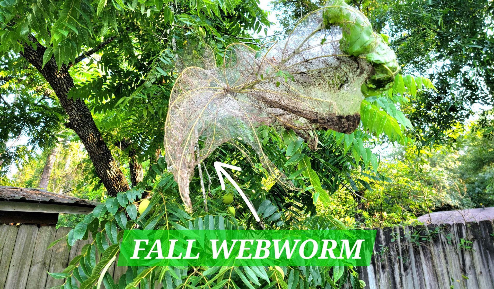 How To Get Rid of Fall Webworm? 