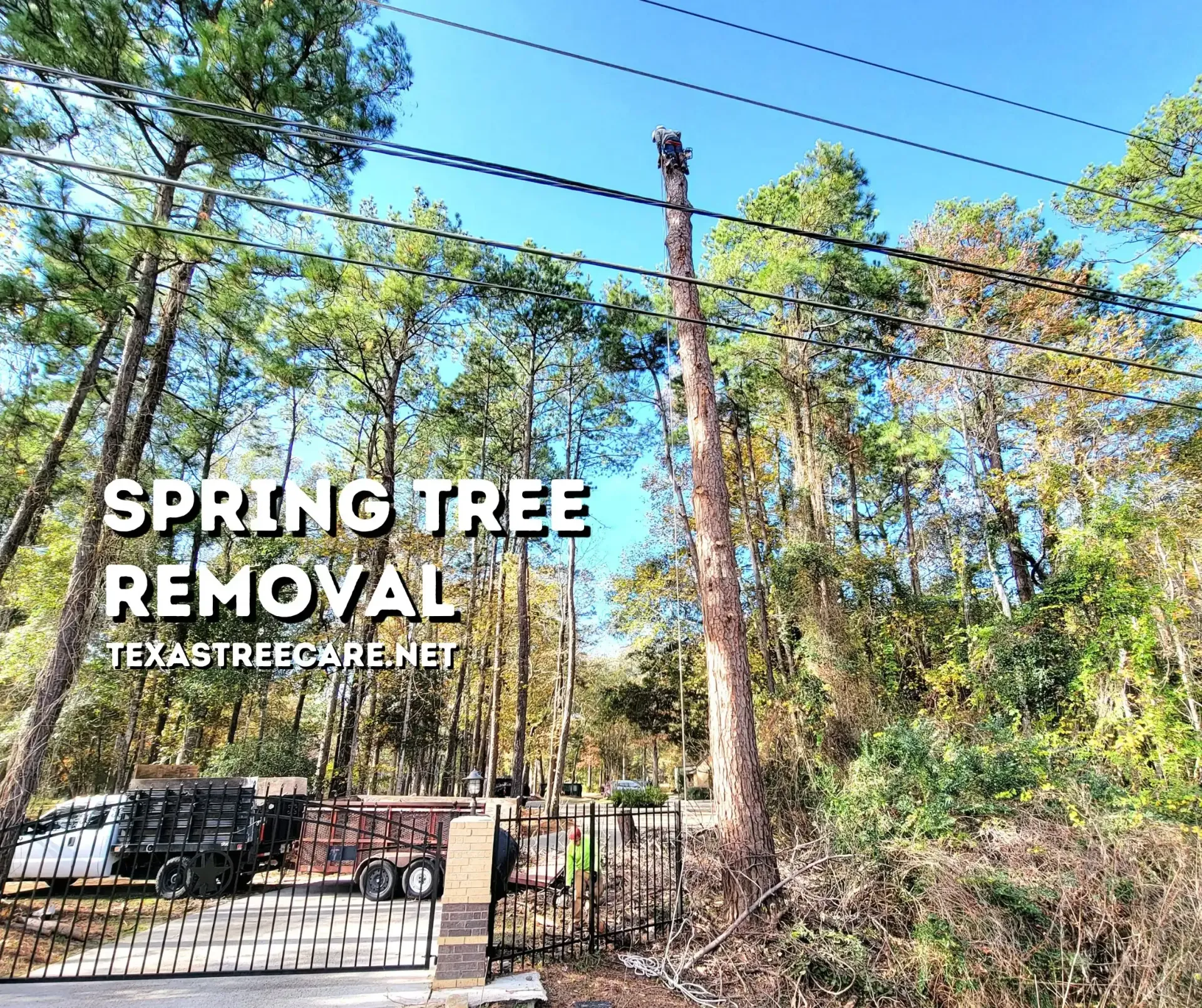 Spring Tree Removal - #1 Rated Tree Service in Spring TX