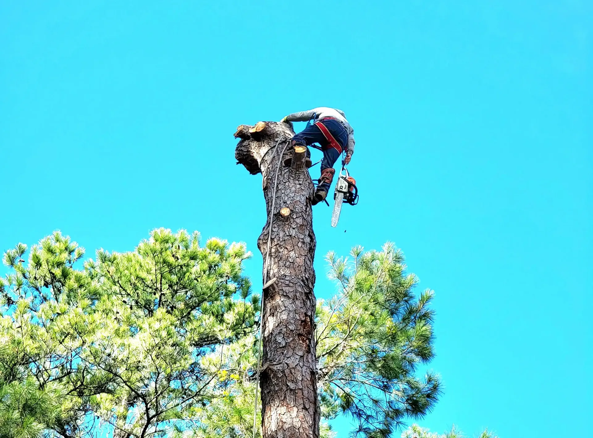 Spring Tree Removal - Top Rated Tree Service in Spring TX