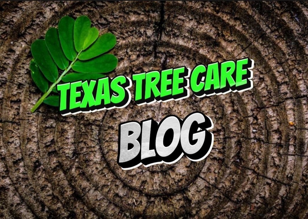 Texas Tree Care Blog | Spring TX