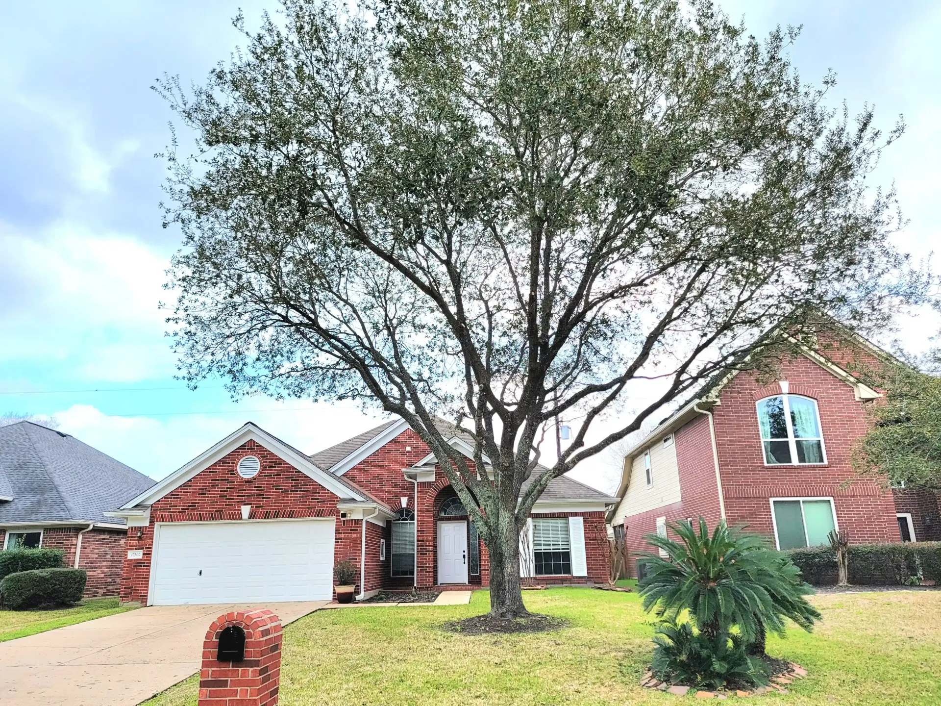 Tree Cutting Service Houston | Texas Tree Care