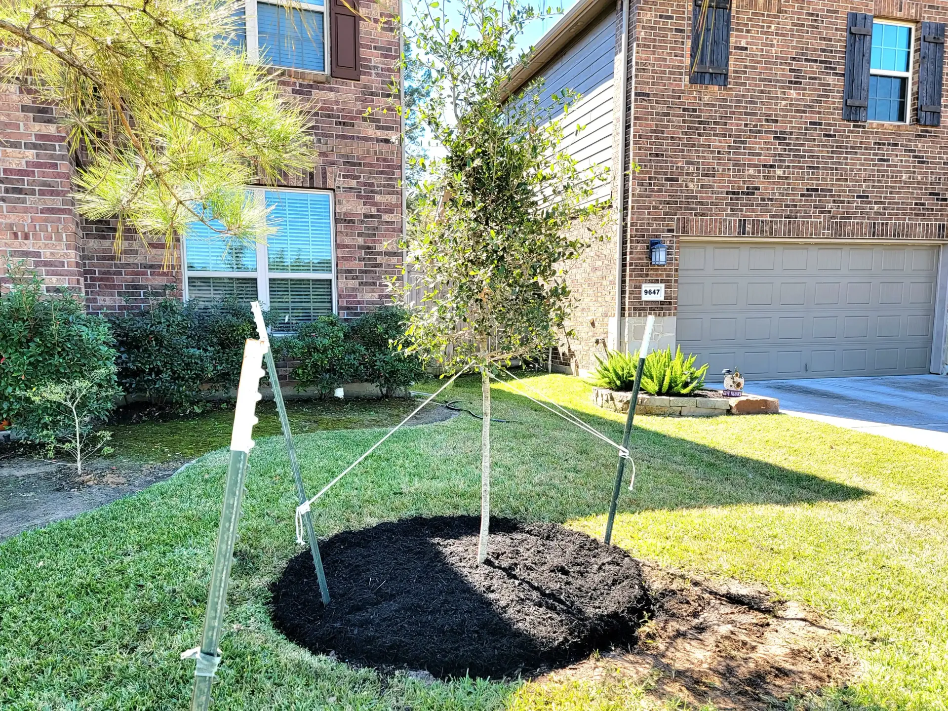 Tree Planting Spring TX - Live Oak Installation