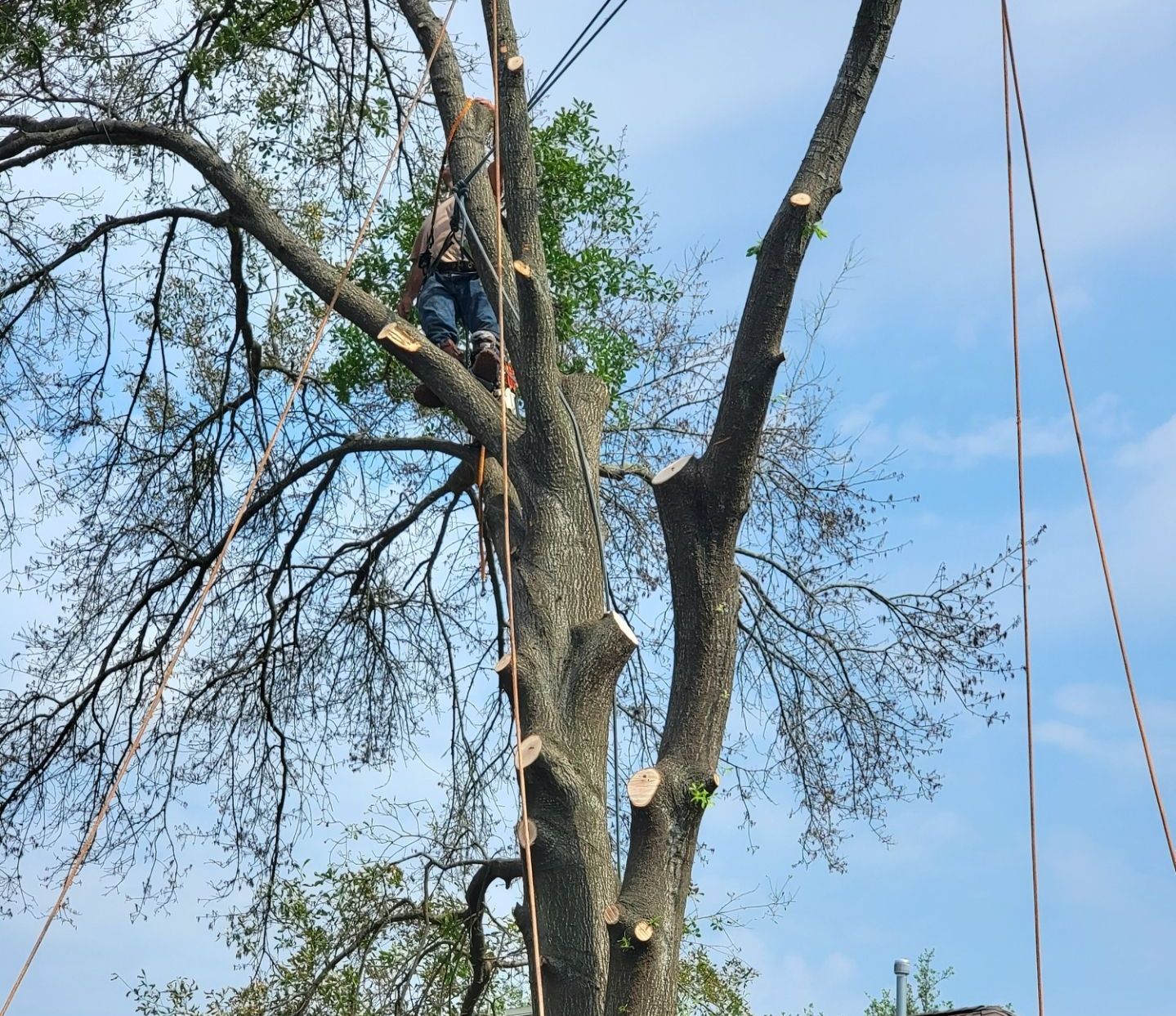 Tree Removal Cost |Houston Tree Removal | Texas Tree Care