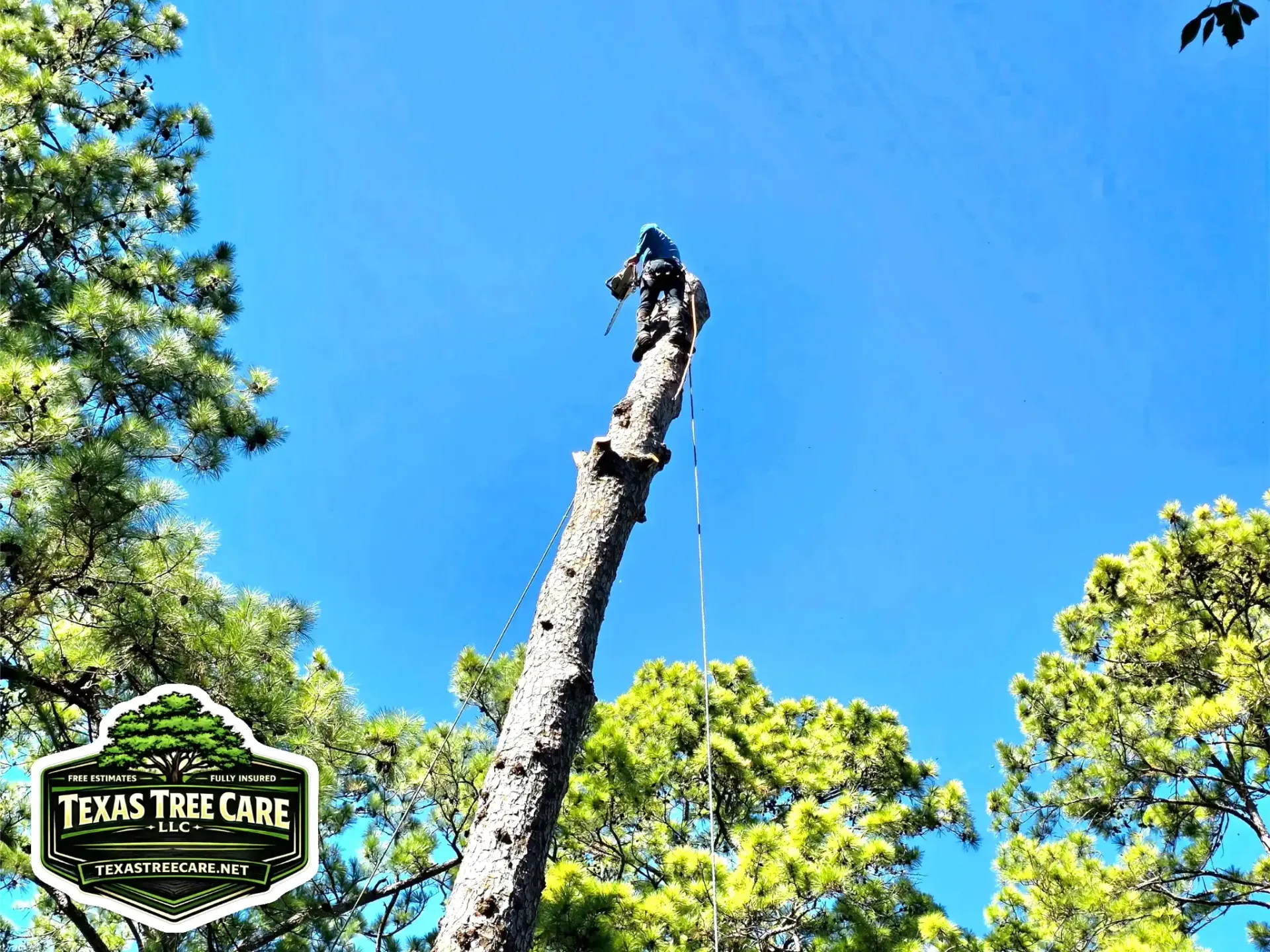 Tree Removal Humble TX | Texas Tree Care