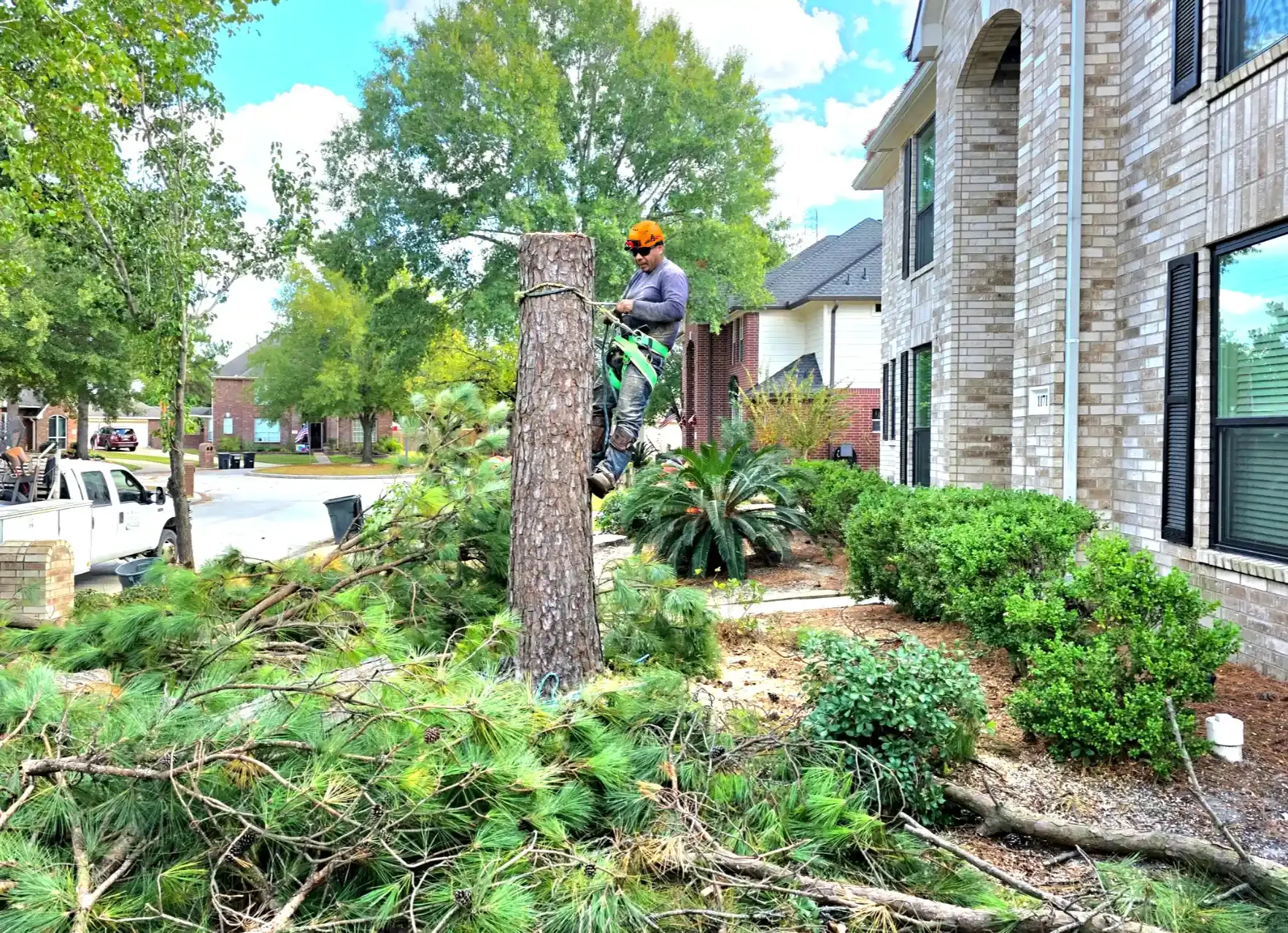 Tree Removal Magnolia TX | Texas Tree Care