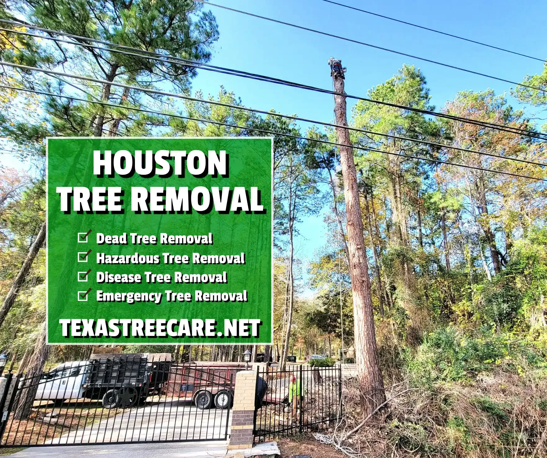 Tree Removal Houston - Pine Tree Removal | Texas Tree Care