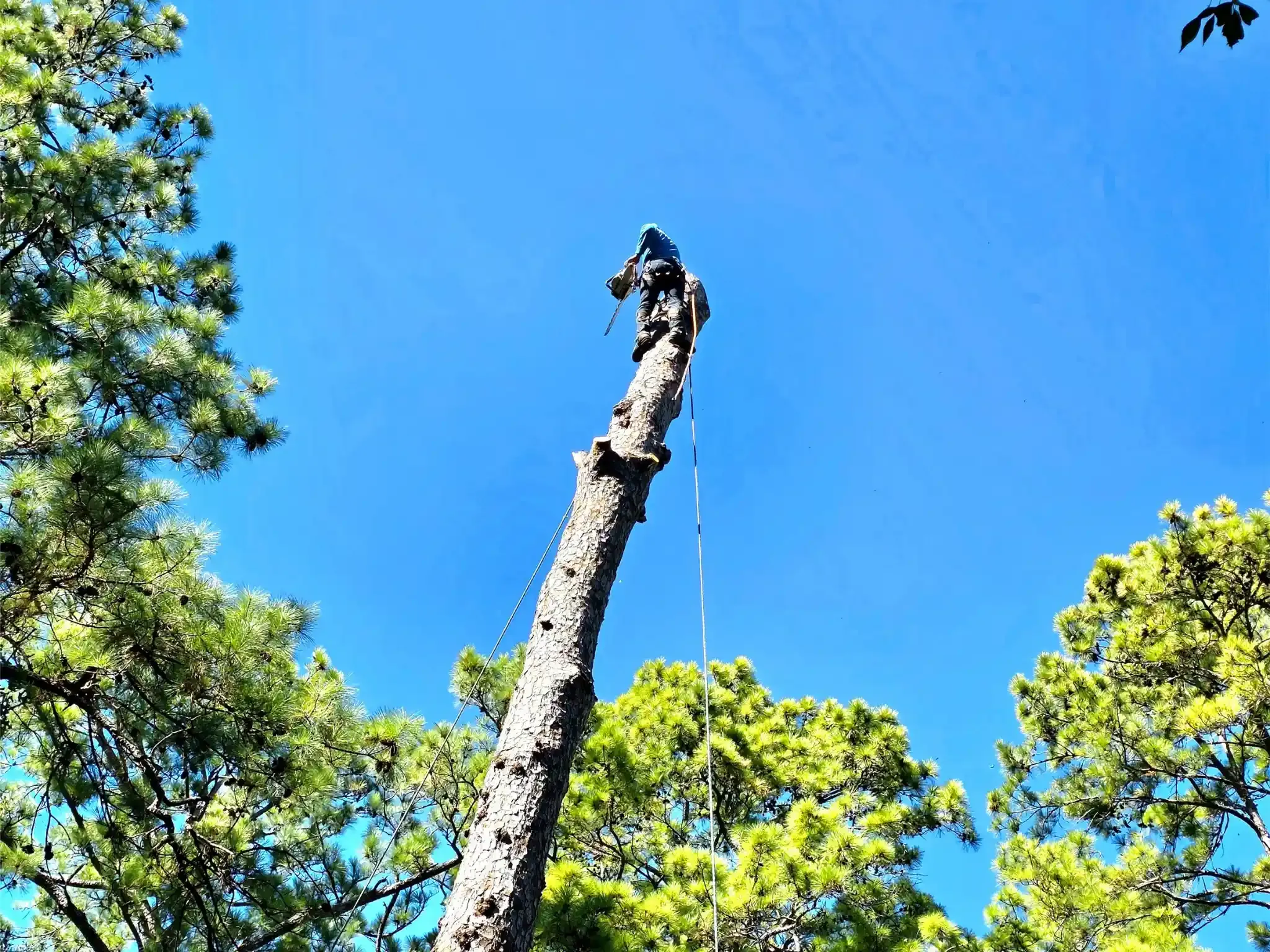 Tree Removal Shenandoah TX | Texas Tree Care