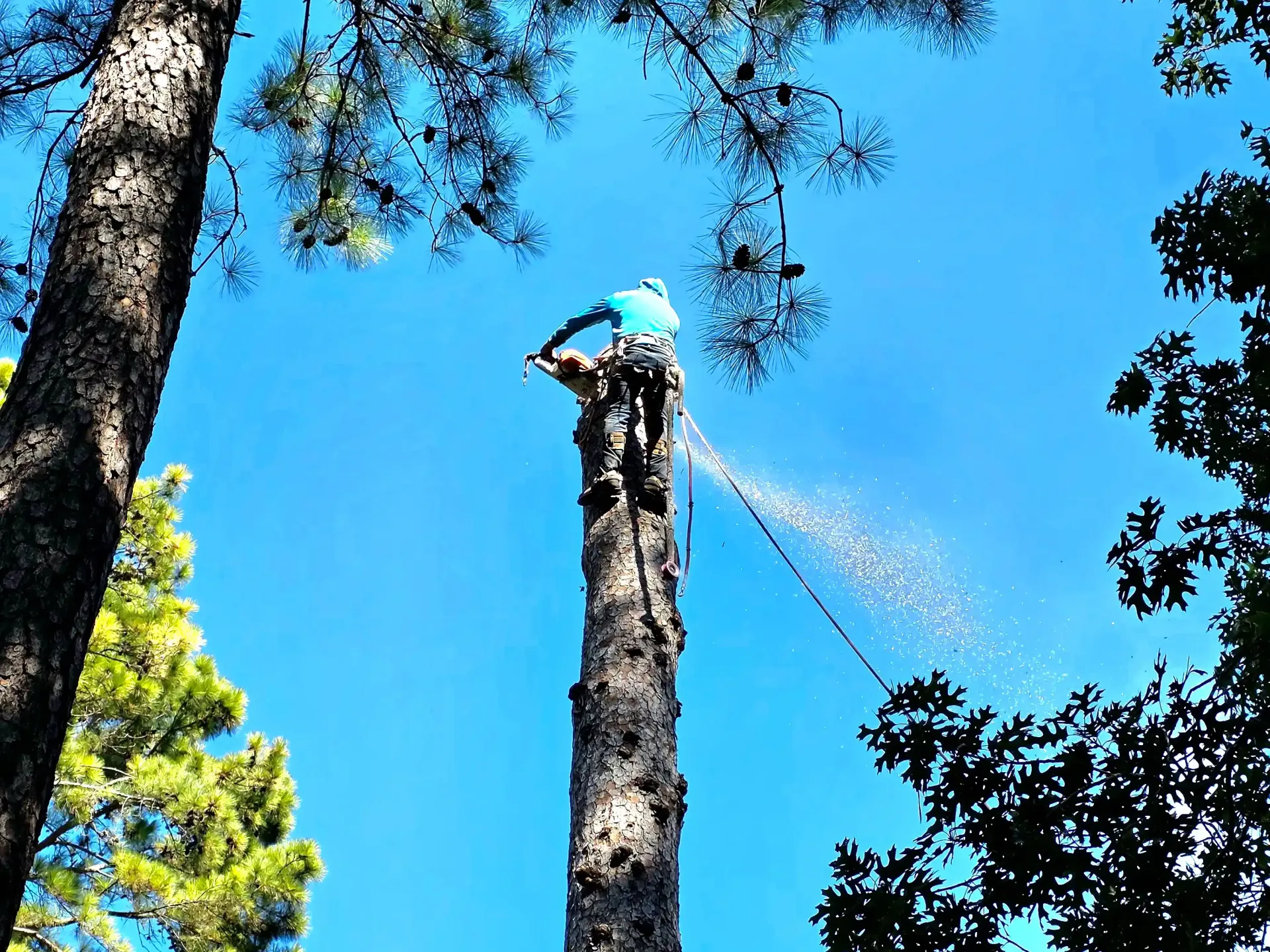 Tree Removal Service Tree Removal Spring TX | Texas Tree Care