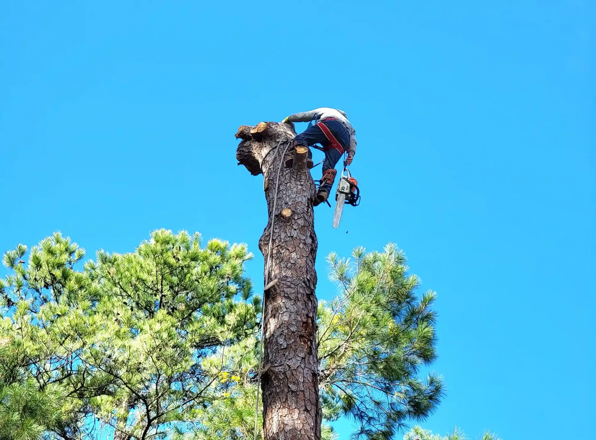 Tree Removal in Spring TX | Texas Tree Care