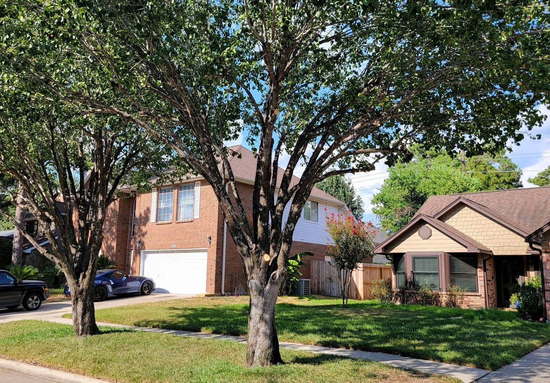 Tree Pruning | Spring-Houston | Texas Tree Care