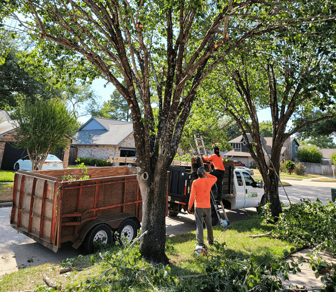 Tree Service Spring TX | Texas Tree Care