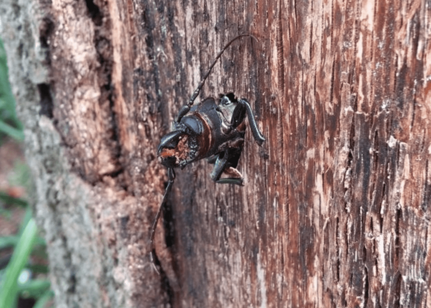 Tree Pests and Diseases | Wood Boring Insects | Texas Tree Care