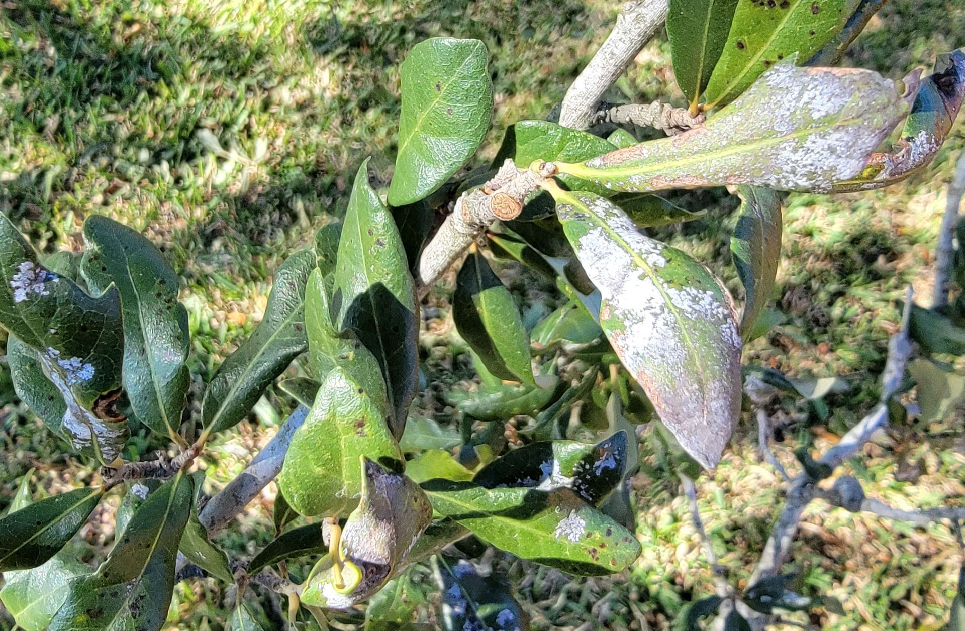 Tree Pruning Diseased Tree Branch Tree Pruning| Powdery Mildew Disease | Texas Tree Care