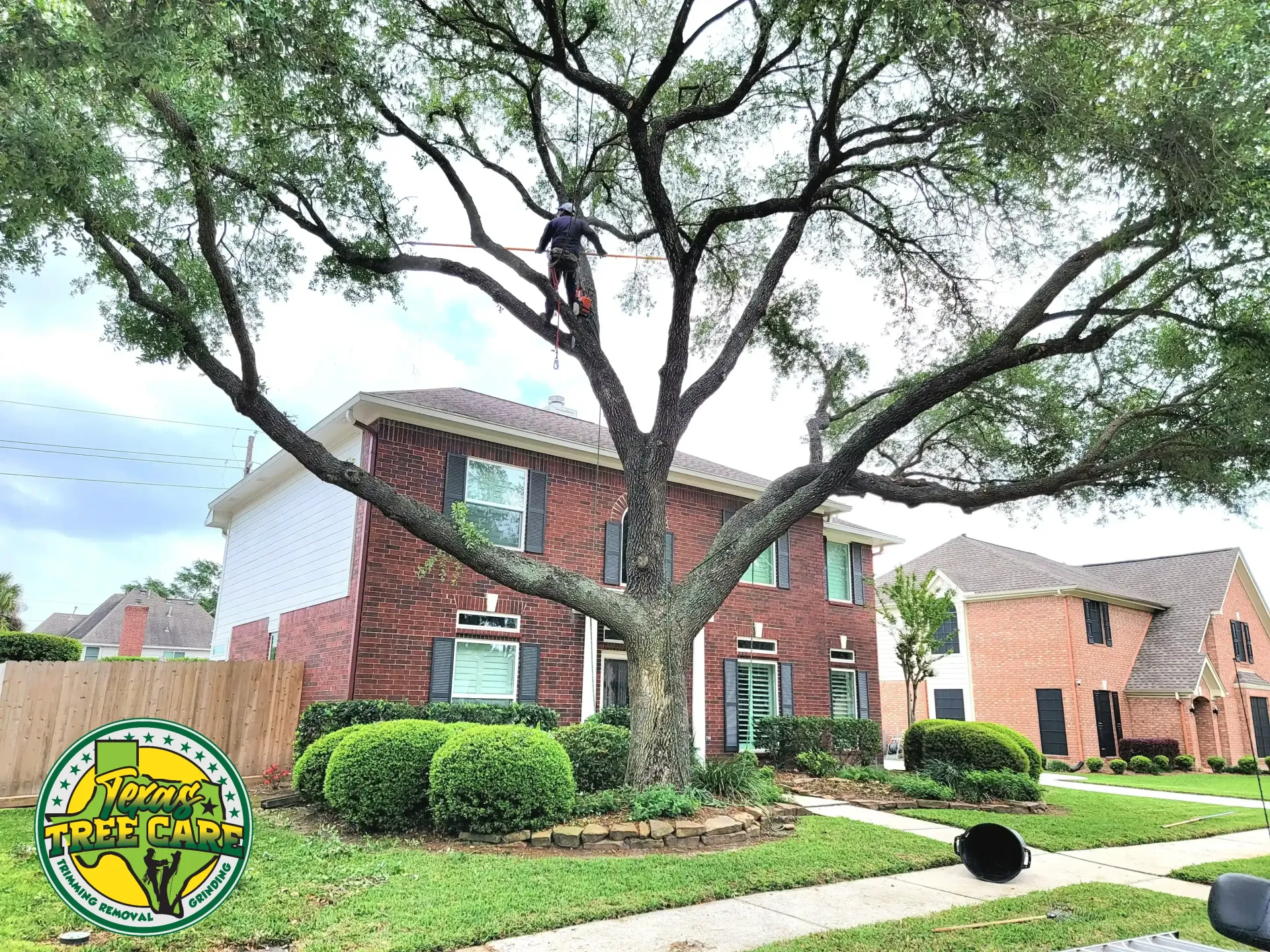 Tree Trimming Cypress TX - Pruning, Shaping, & Deadwood Removal