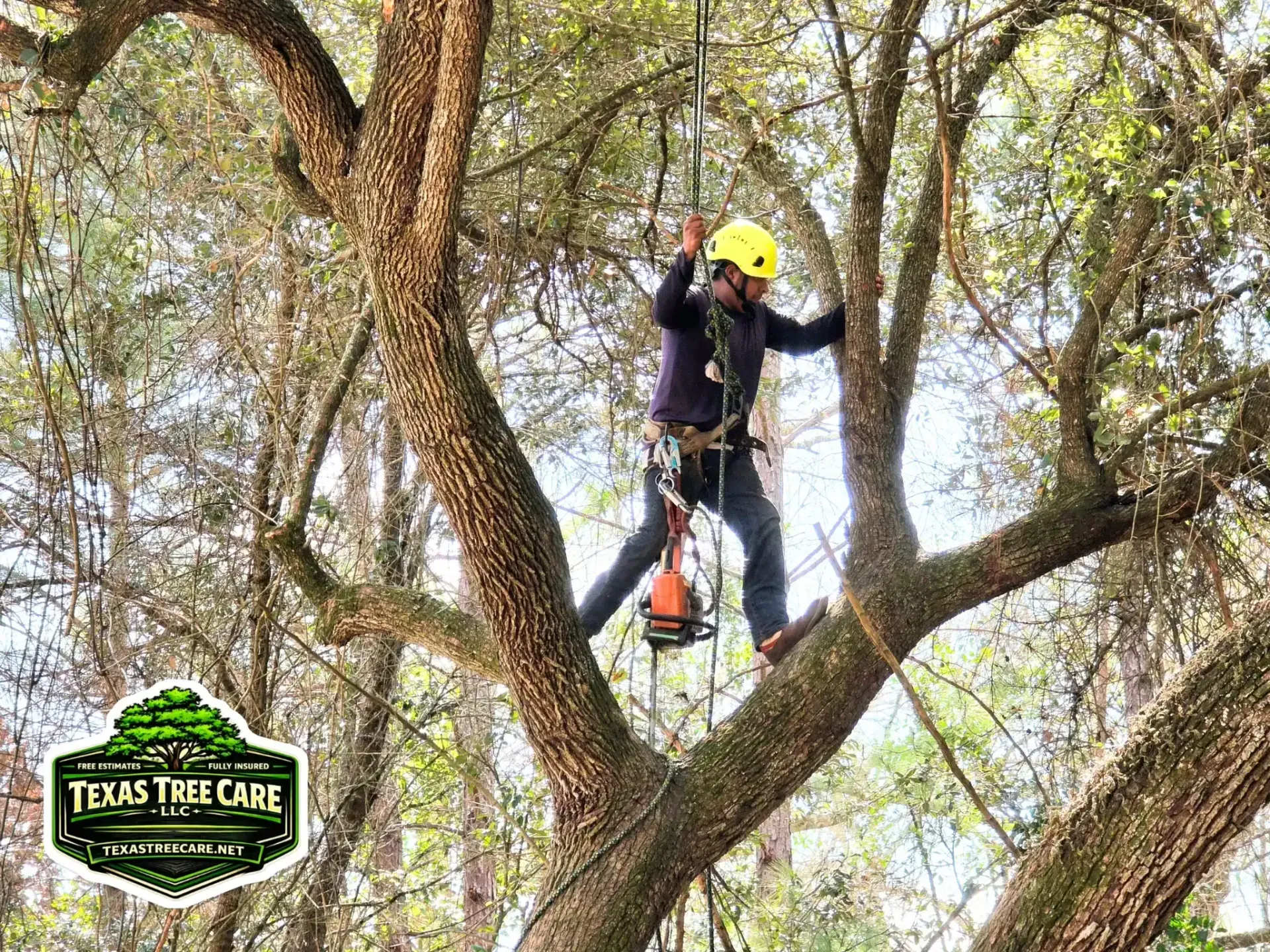 Tree Trimming and Pruning in Hockley TX | Texas Tree Care