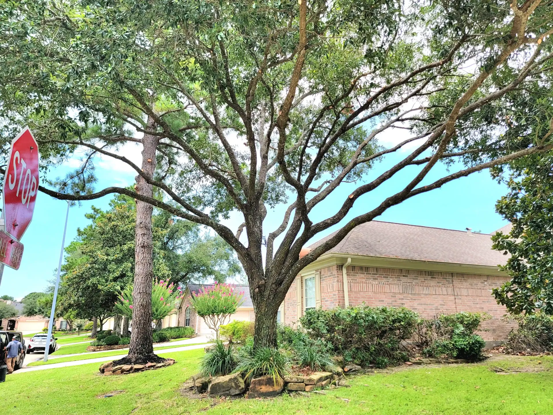 Tree Trimming Spring TX - Gleannloch Farms | Texas Tree Care