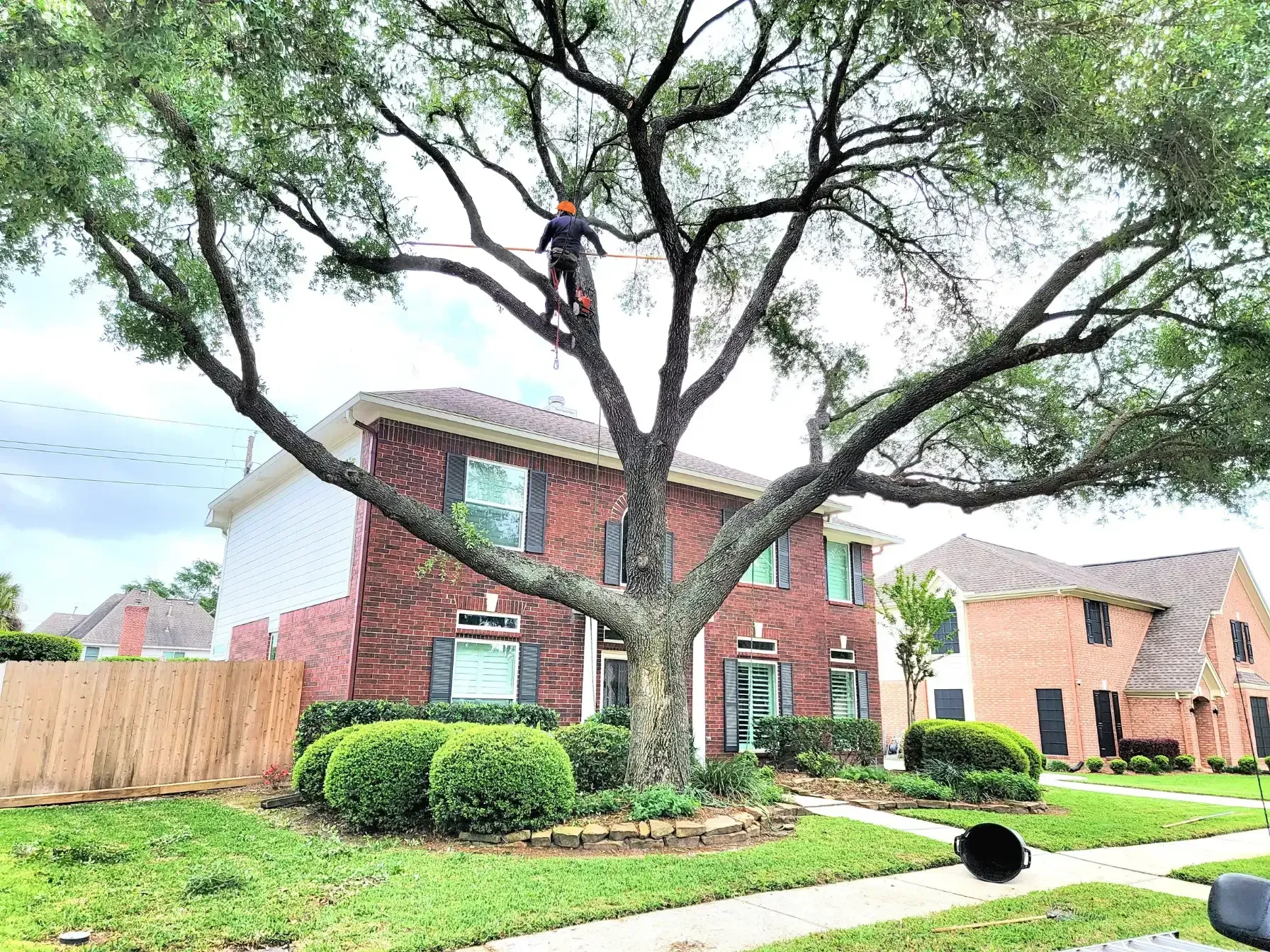Tree Trimming and Pruning in Porter TX | Texas Tree Care
