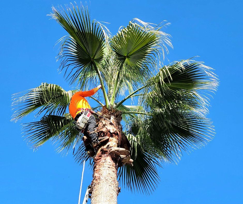 Tree Trimming Service in Spring TX - Palm Tree Trimming | Texas Tree Care