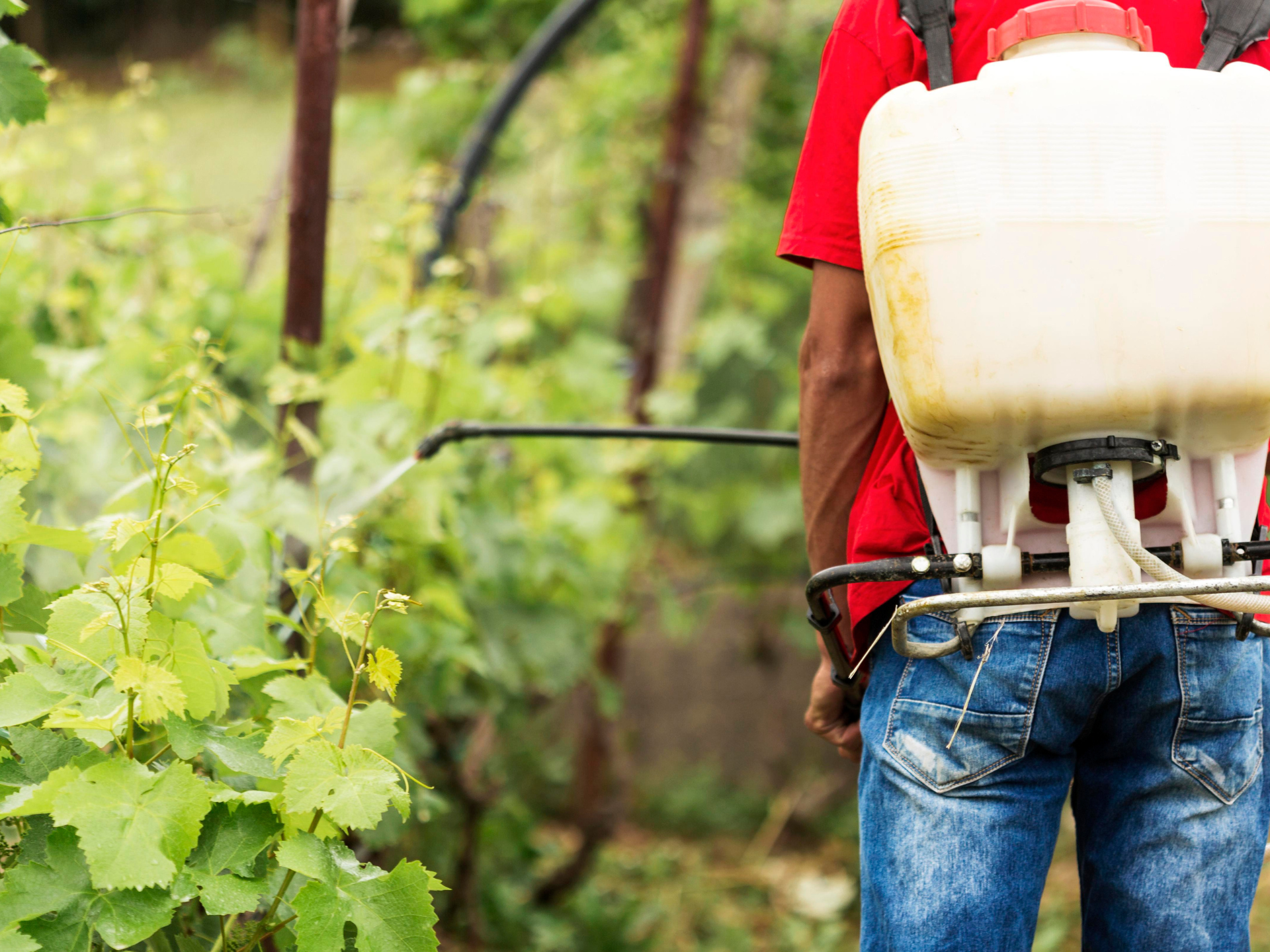 Tree Treatment Near Me - Spring TX | Texas Tree Care