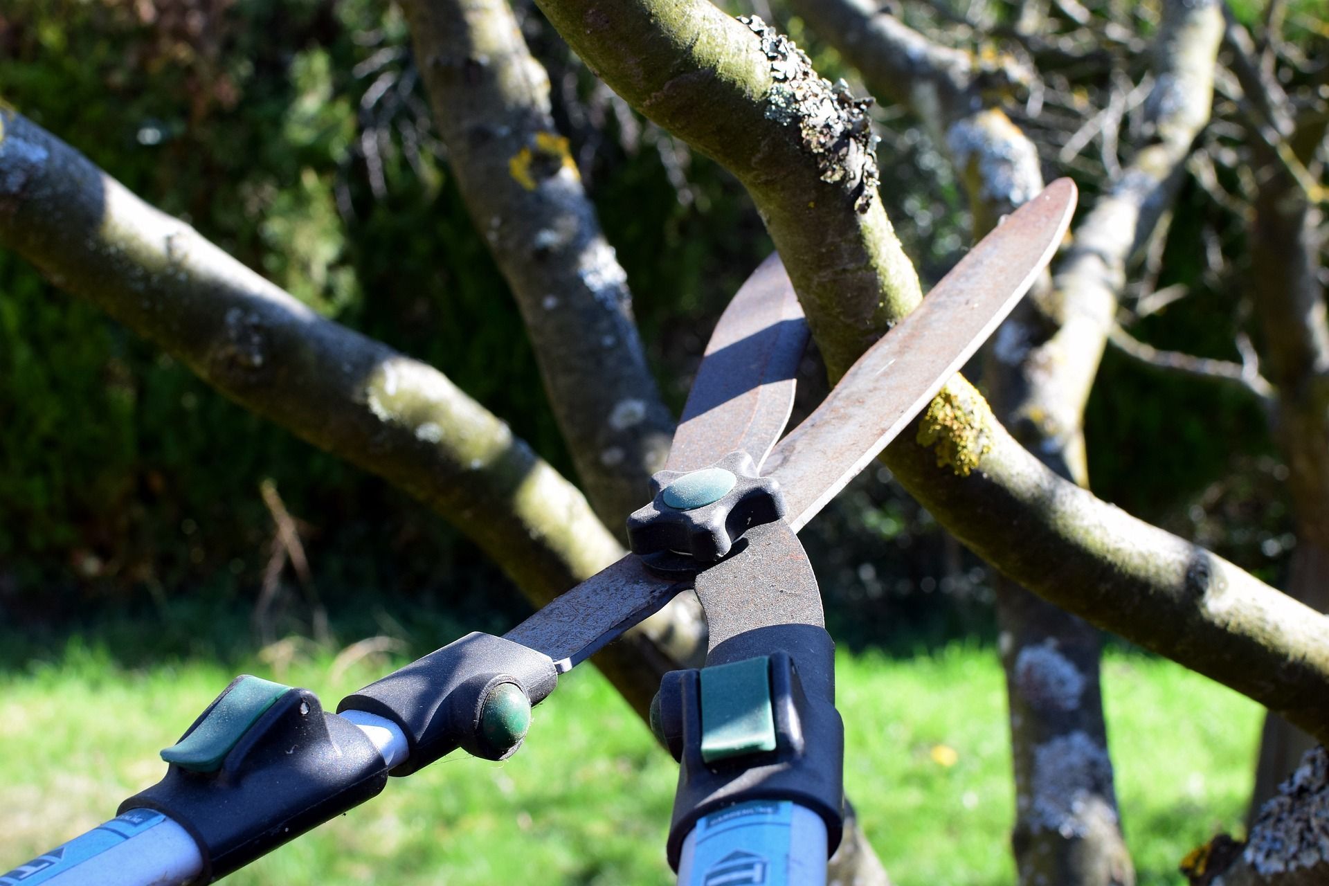 What is pruning with pruning shears and techniques