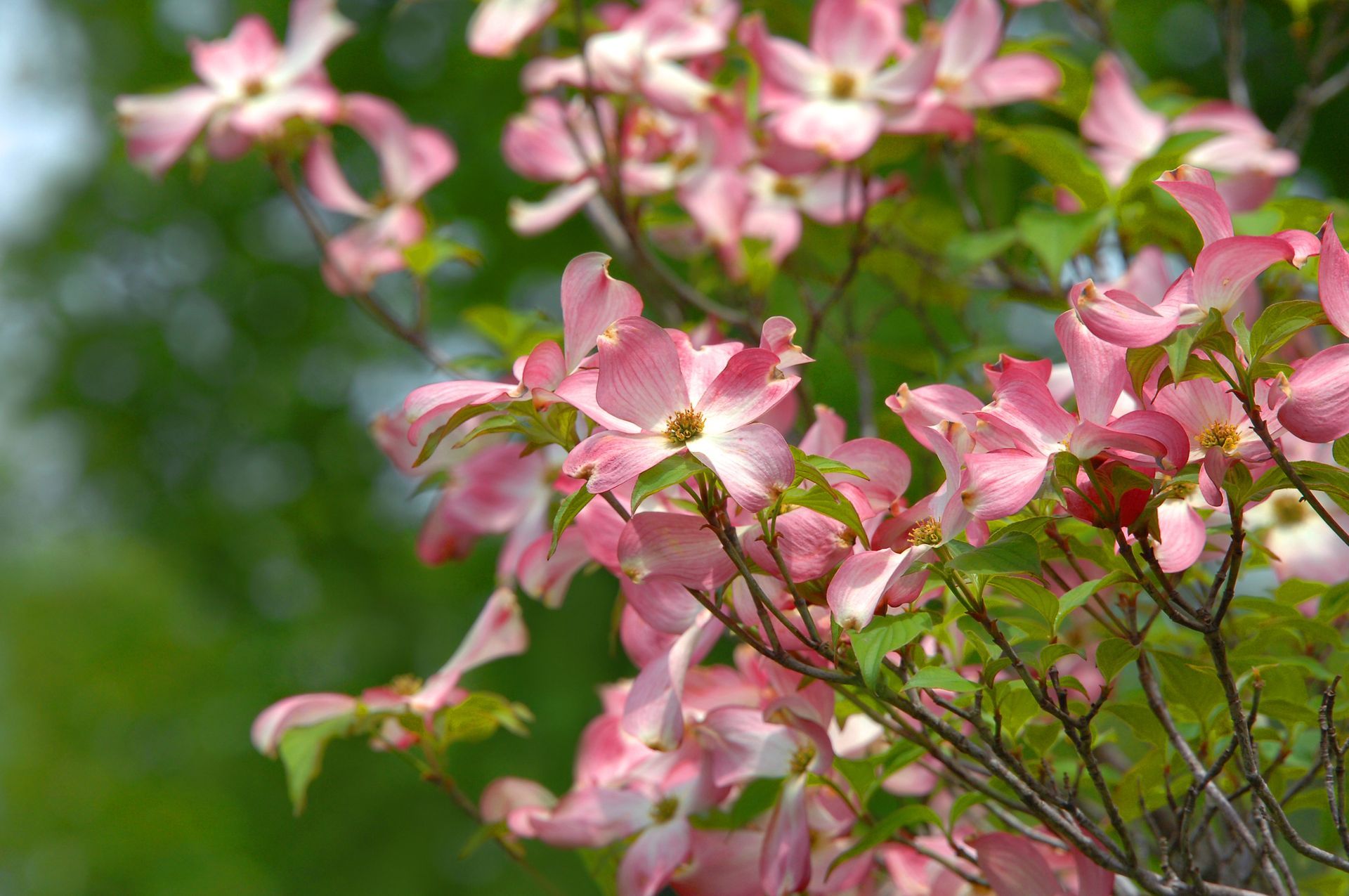 Pink dogwood blossoms with white centers and green leaves against a blurred green background.