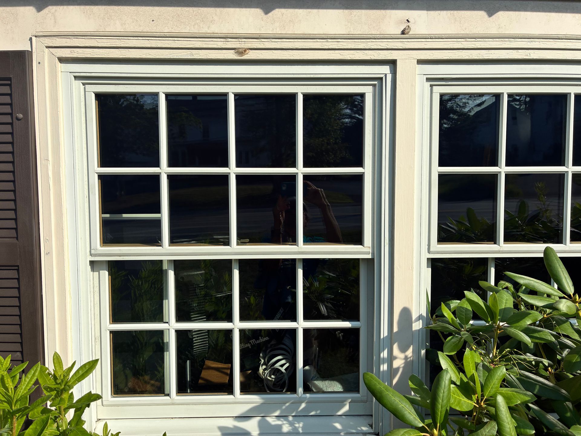 Two white-framed windows on a beige house wall, partly framed by green shrubs.