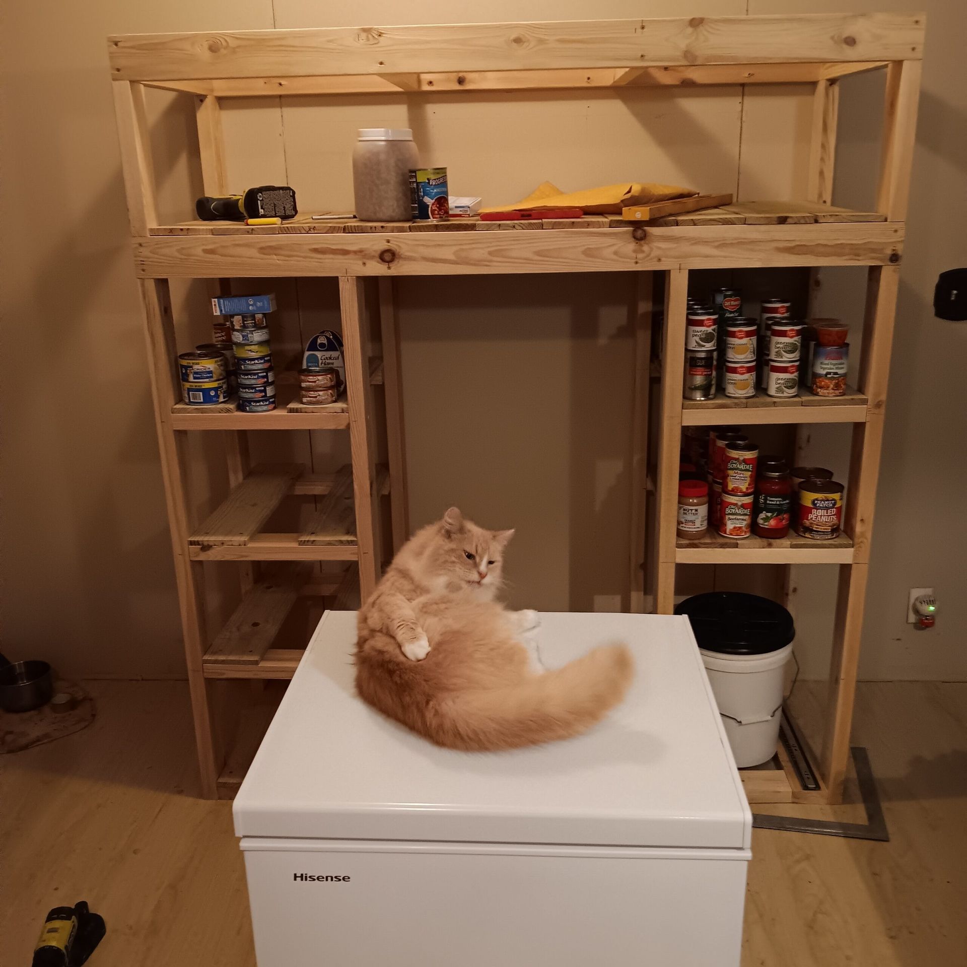 Orange cat sitting on a white chest freezer in a room with wooden shelving stocked with cans and tools